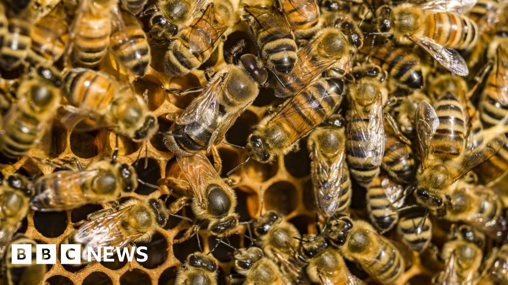 Honeybee venom 'kills some breast cancer cells'